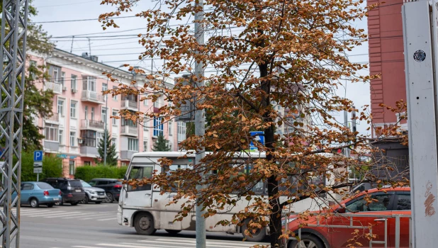 Первые признаки осени в Барнауле, 2025 год.