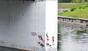 Мозаичные рыбки в парке «Изумрудный»