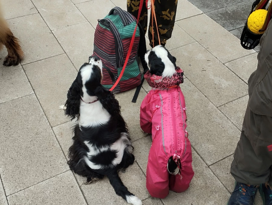 «Лапки-тапки»