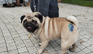 «Лапки-тапки»