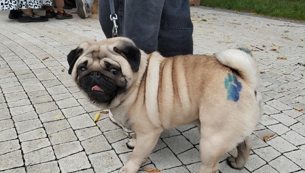 «Лапки-тапки»