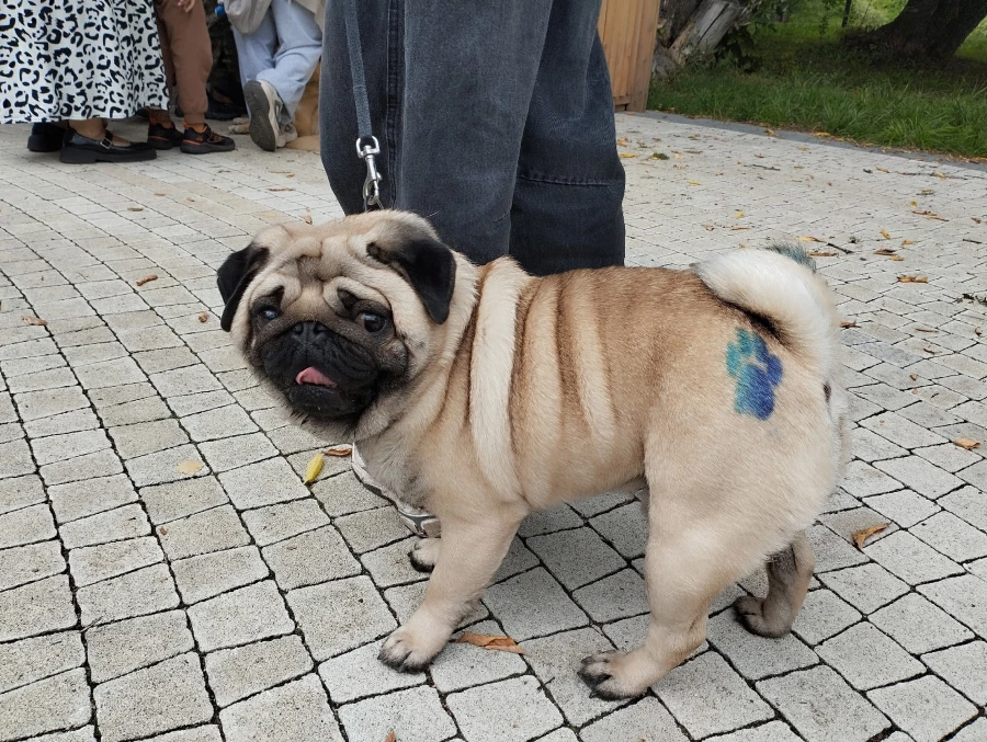 «Лапки-тапки»