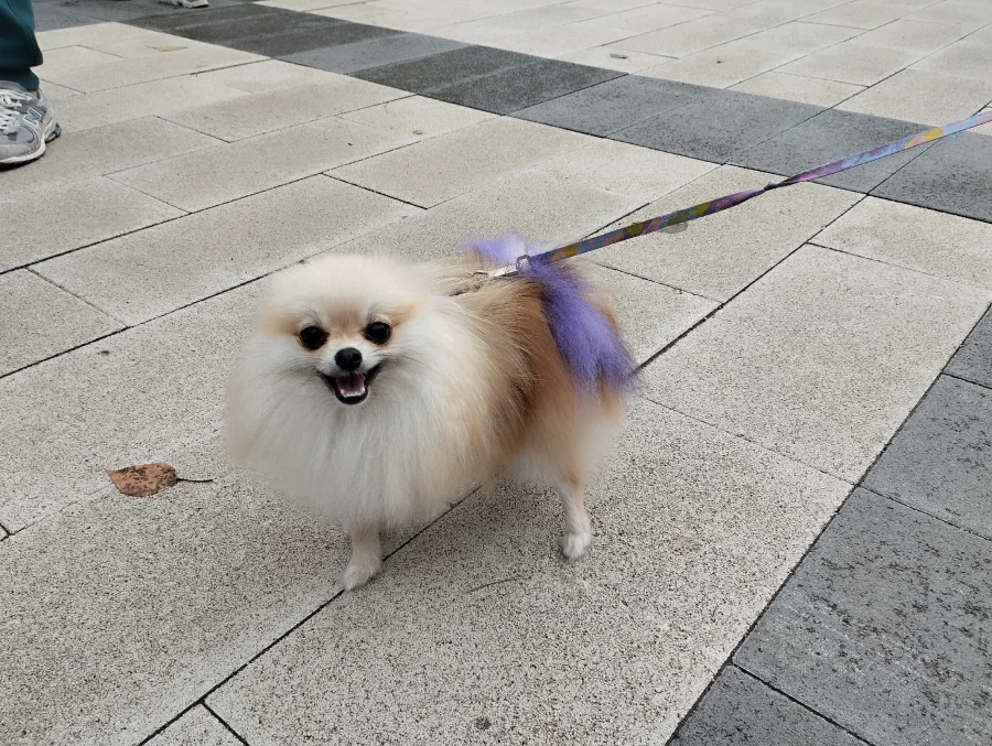 «Лапки-тапки»