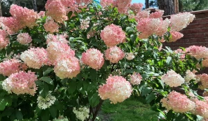 Разноцветье августа.