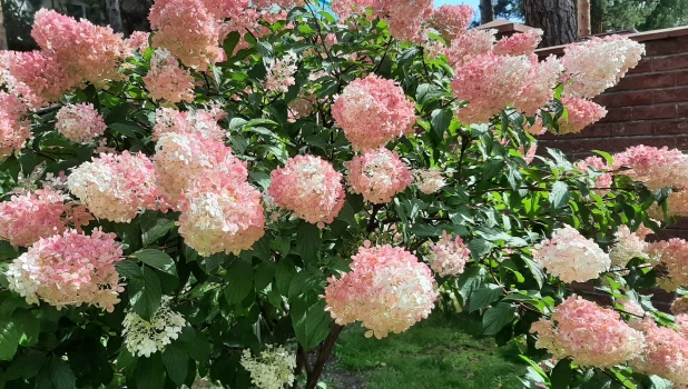 Разноцветье августа.