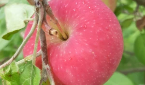 Разноцветье августа.