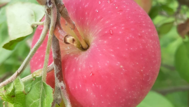 Разноцветье августа.