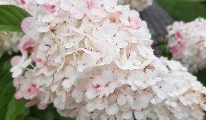 Разноцветье августа.