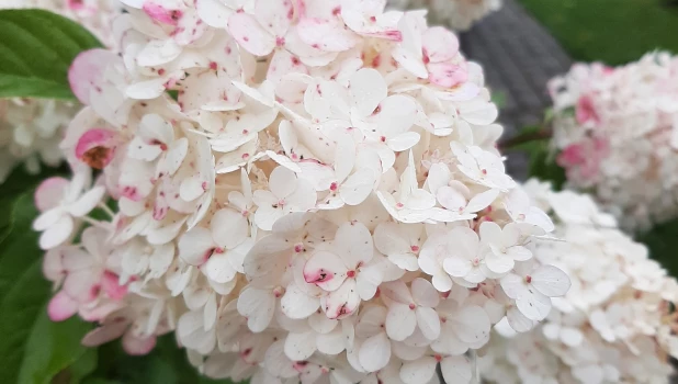 Разноцветье августа.