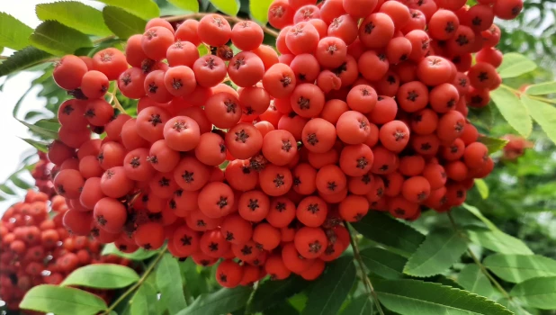 Разноцветье августа.