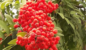 Разноцветье августа.