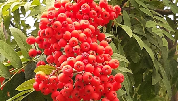 Разноцветье августа.