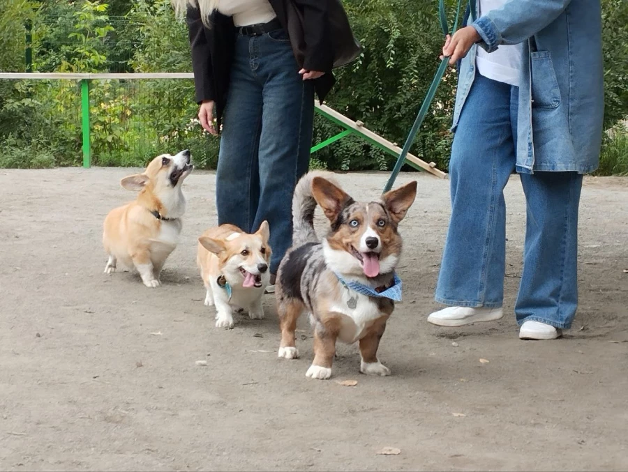 &quot;Лапки-Тапки&quot;