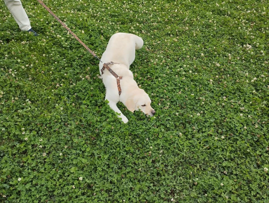 &quot;Лапки-Тапки&quot;