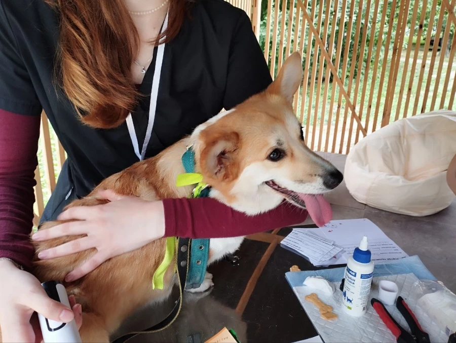 &quot;Лапки-Тапки&quot;