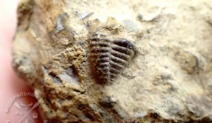 Древний трилобит 