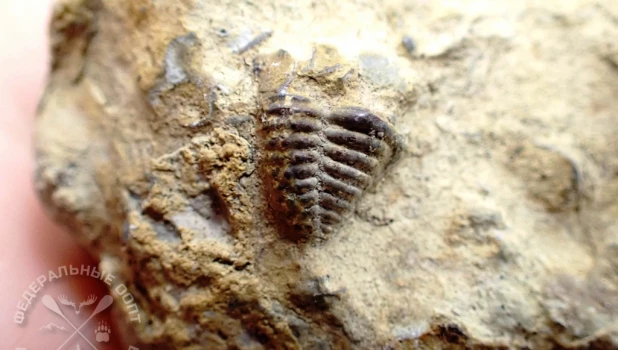 Древний трилобит 