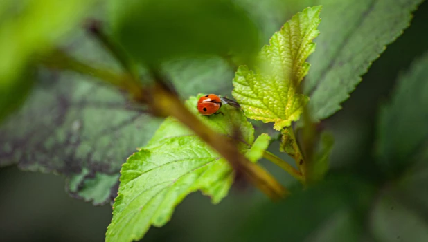 Божья коровка (притаилась).