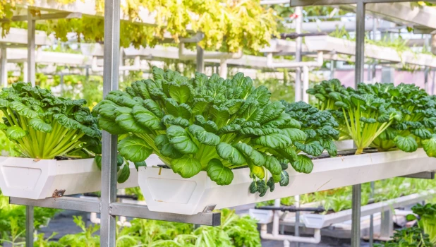 Вертикальные сити-фермы.