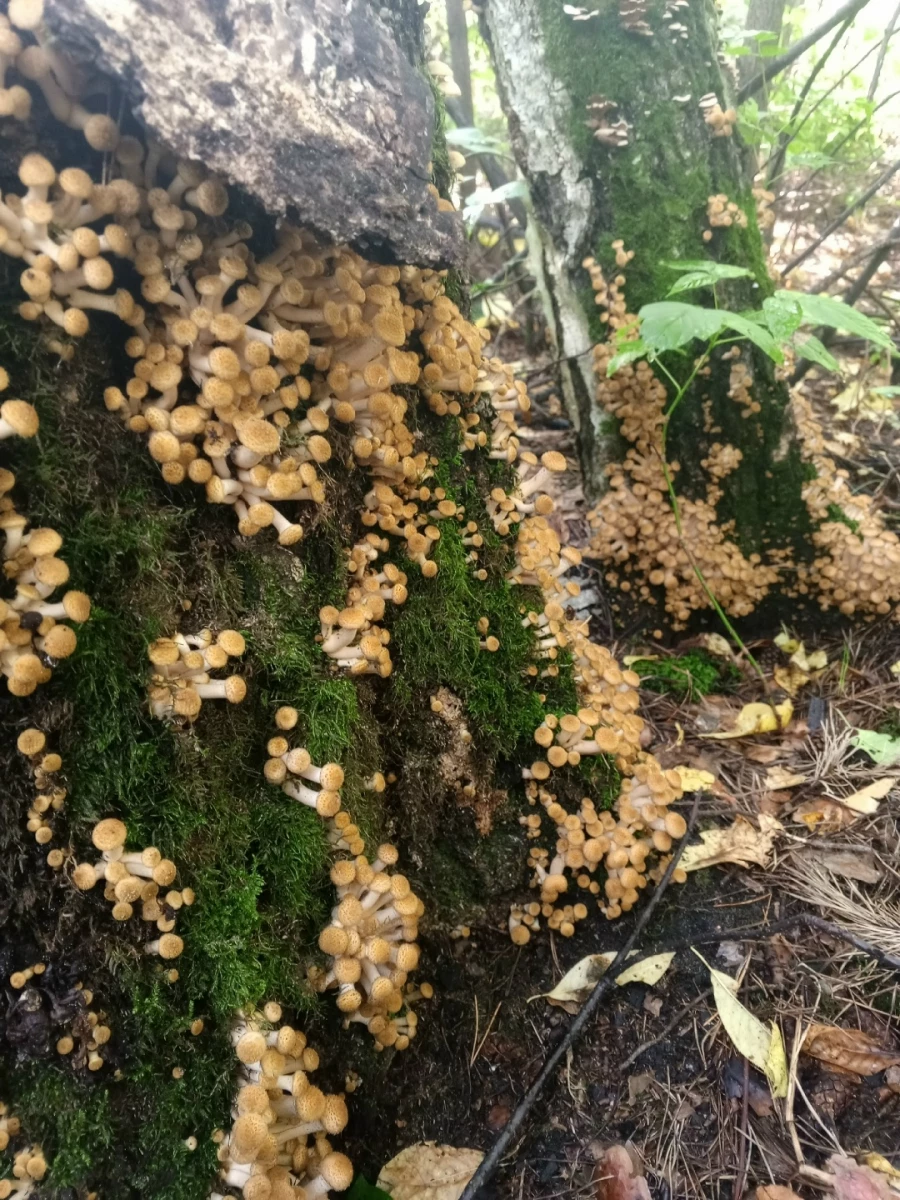 Улов грибников 