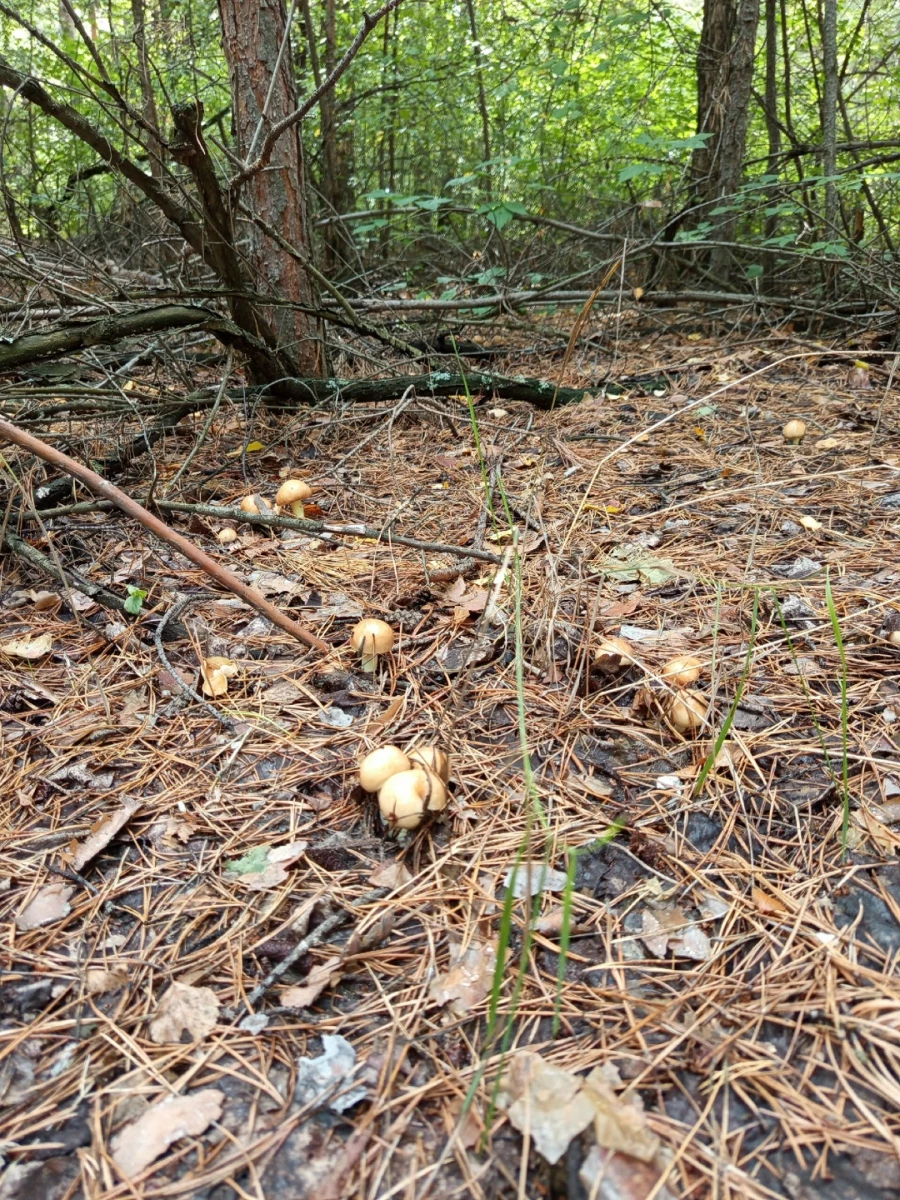 Улов грибников 