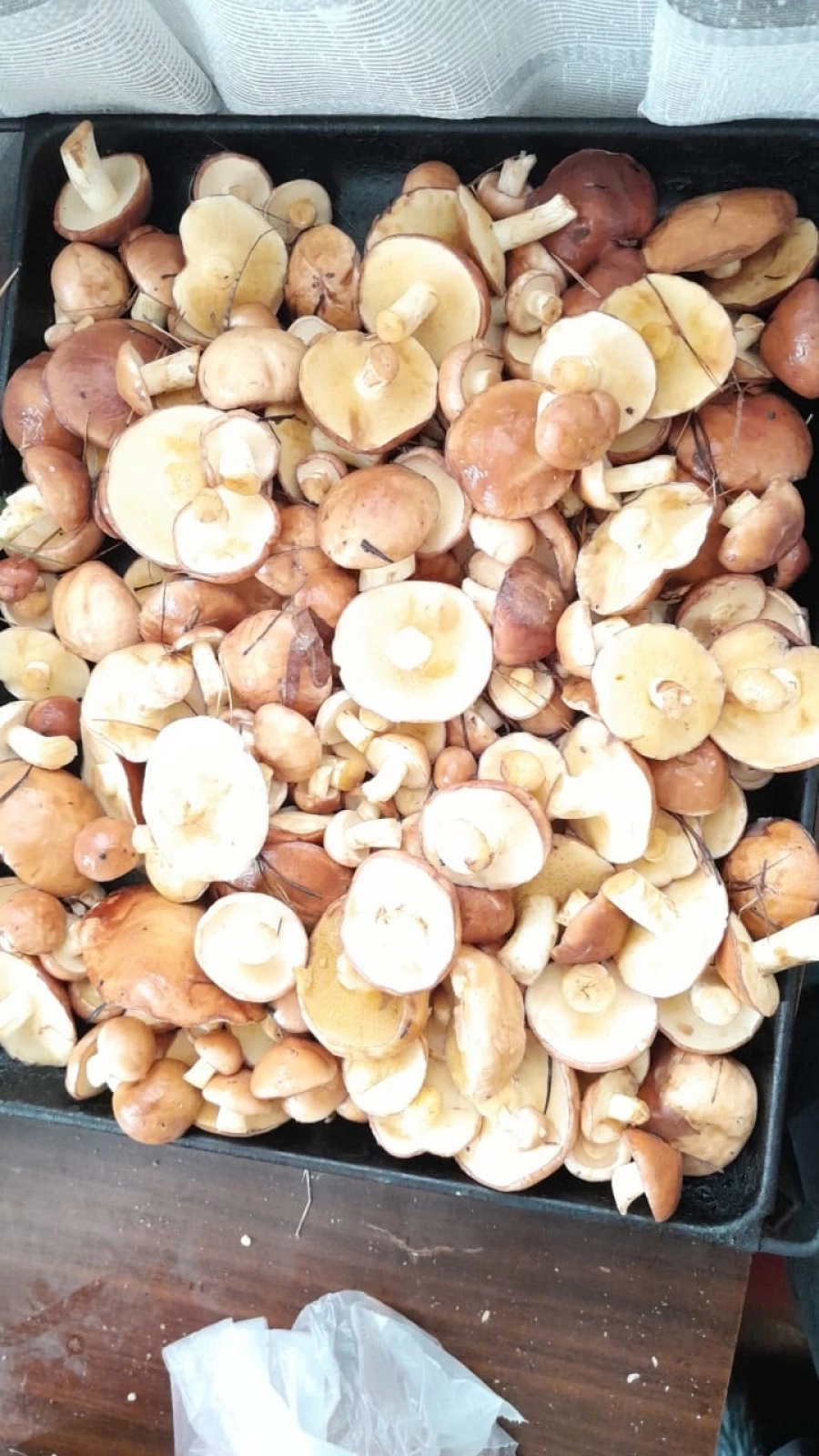 Улов грибников 