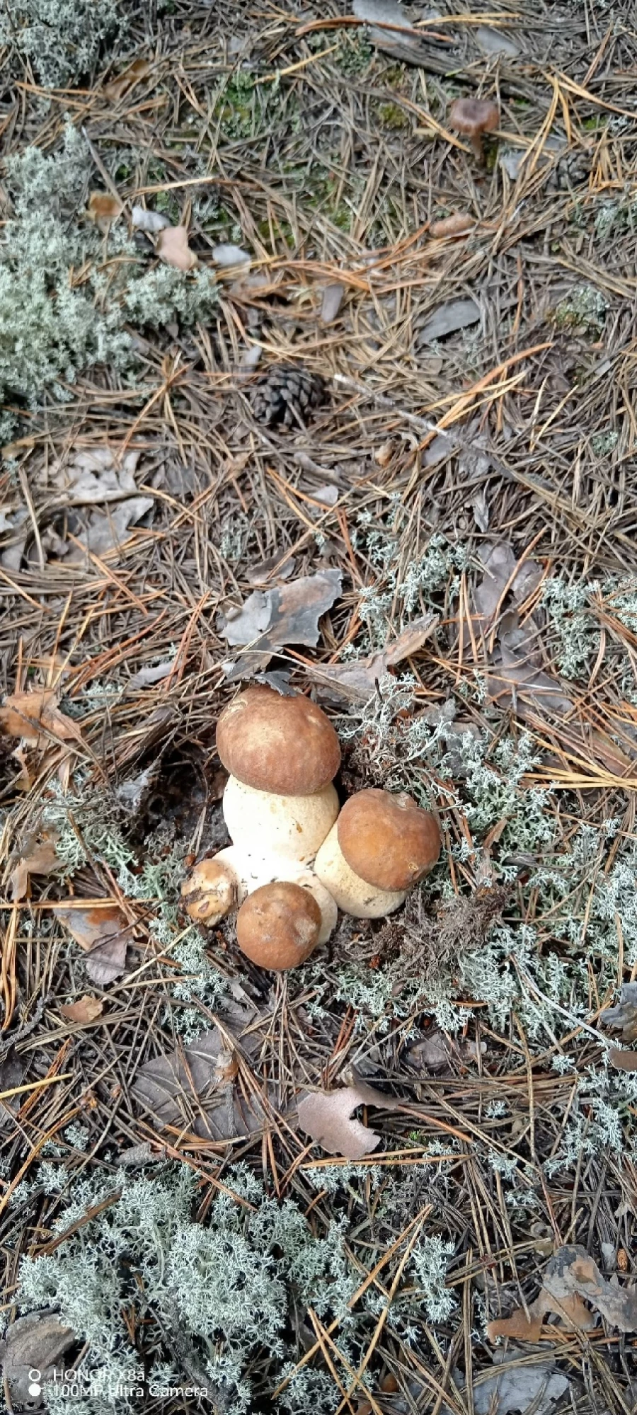 Улов грибников 