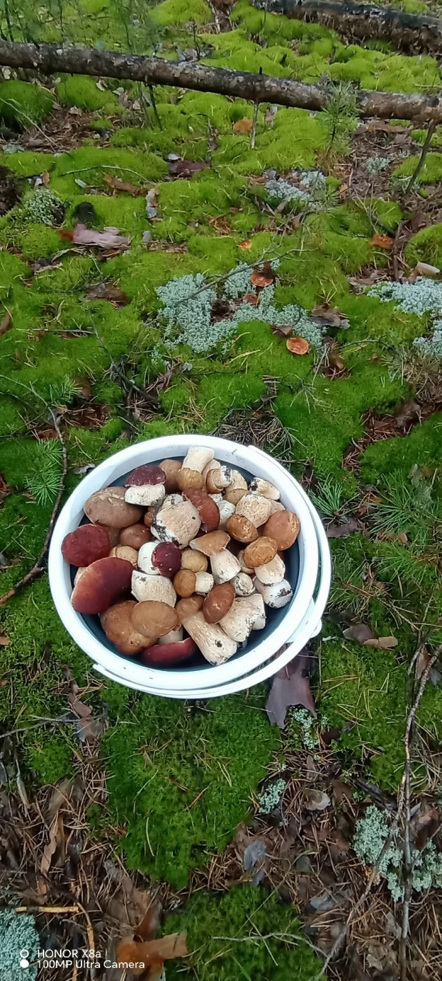 Улов грибников 