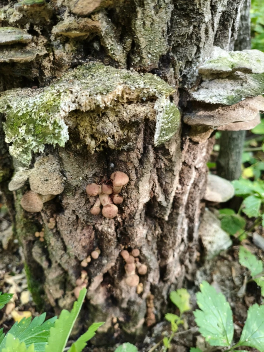 Улов грибников 