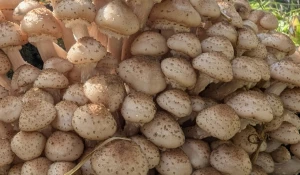 Улов грибников 