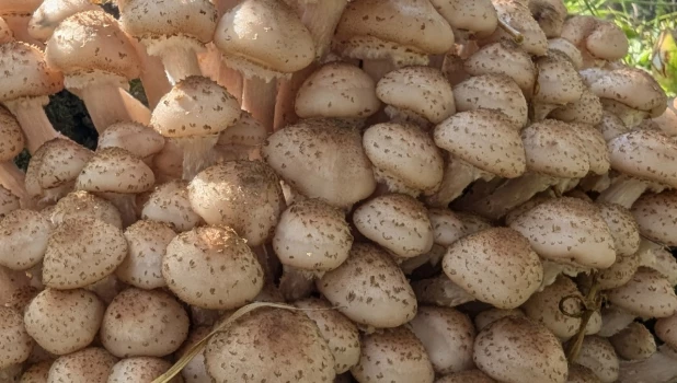 Улов грибников 