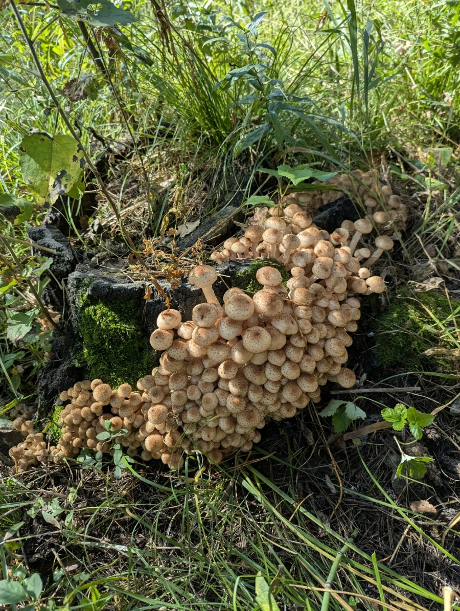 Улов грибников 