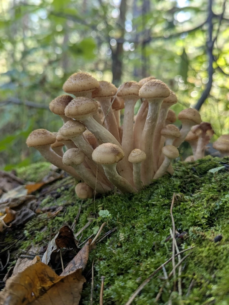 Улов грибников 