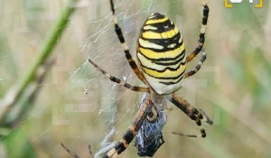 Ядовитое насекомое