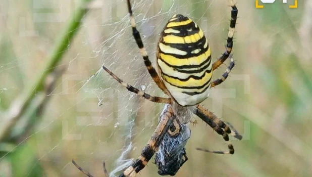 Ядовитое насекомое