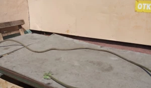 Охотничьи ловушки, которые расставляют на бездомных собак.