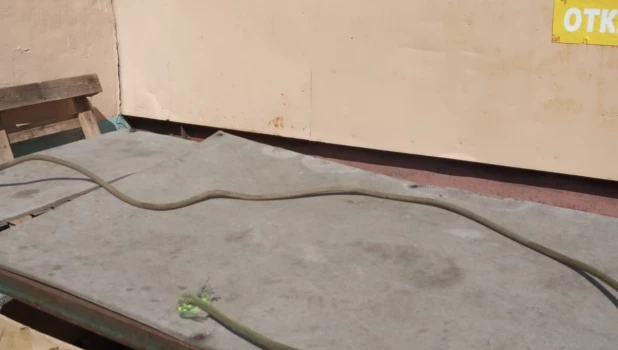 Охотничьи ловушки, которые расставляют на бездомных собак.