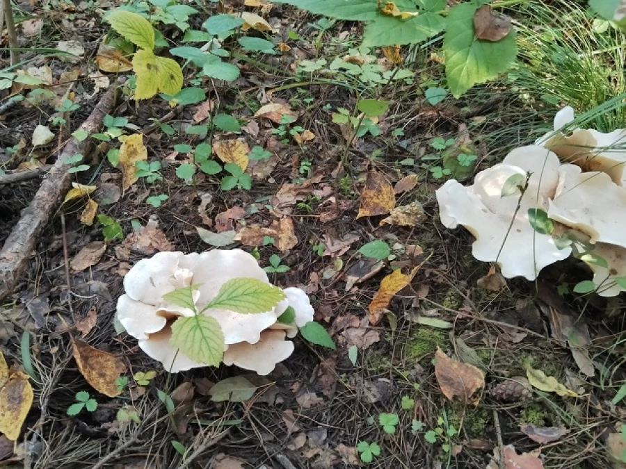 Природа радует любителей тихой охоты большим уловом 