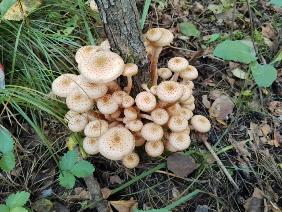 Природа радует любителей тихой охоты большим уловом 