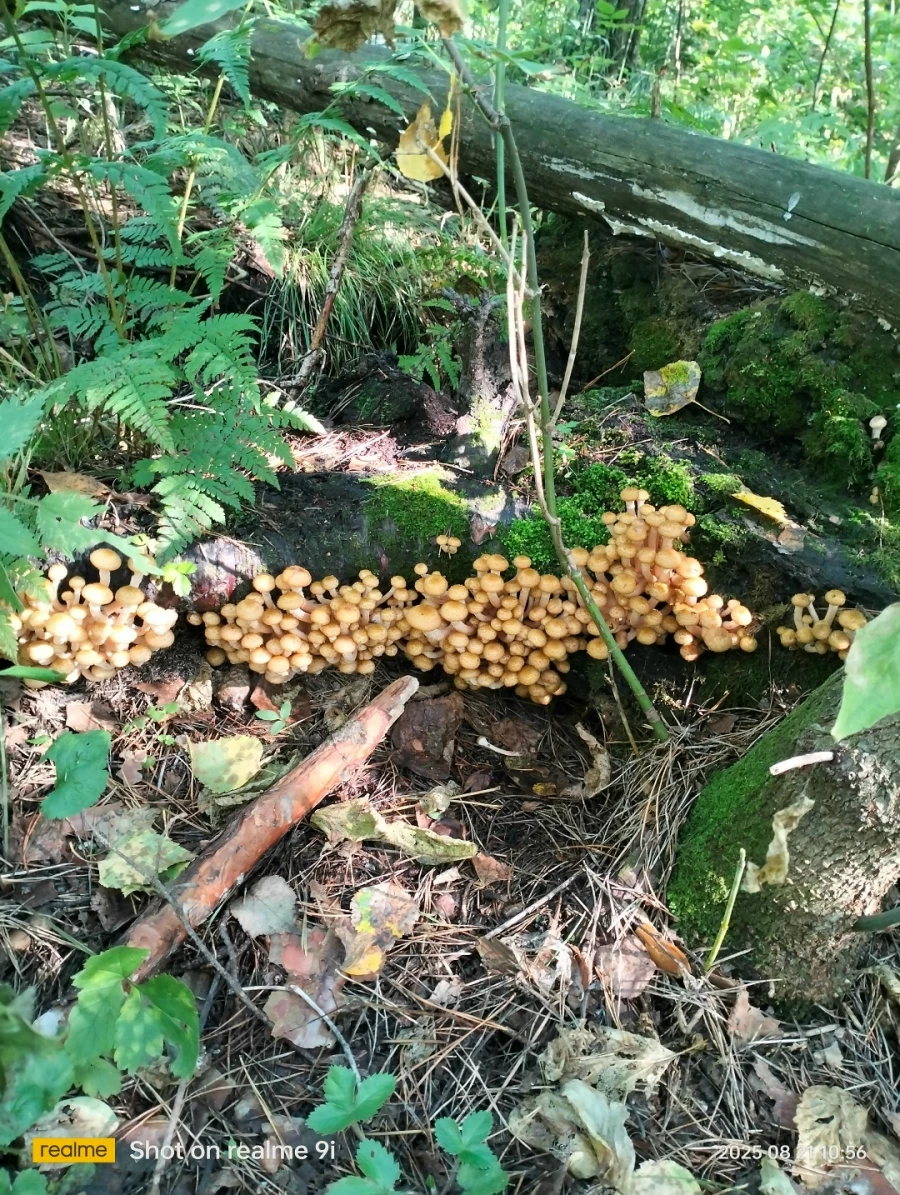 Природа радует любителей тихой охоты большим уловом 