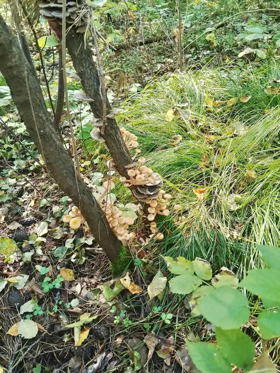 Природа радует любителей тихой охоты большим уловом 