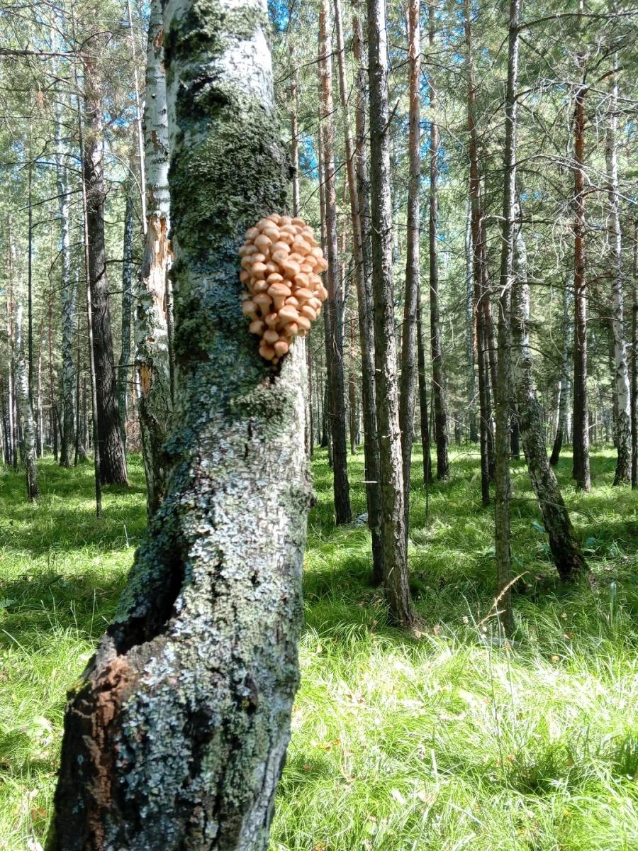 Природа радует любителей тихой охоты большим уловом 