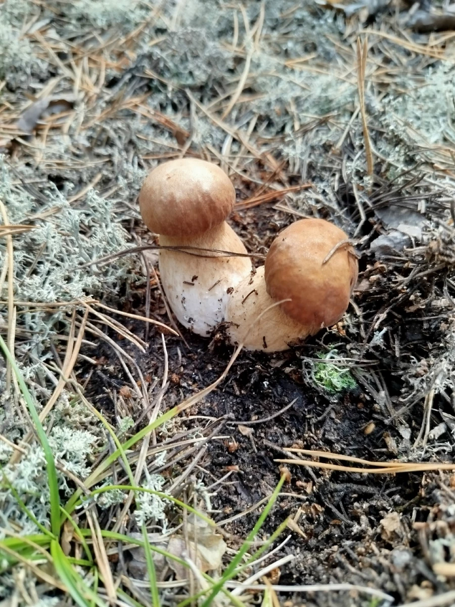 Природа радует любителей тихой охоты большим уловом 