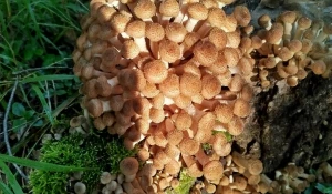 Природа радует любителей тихой охоты большим уловом 