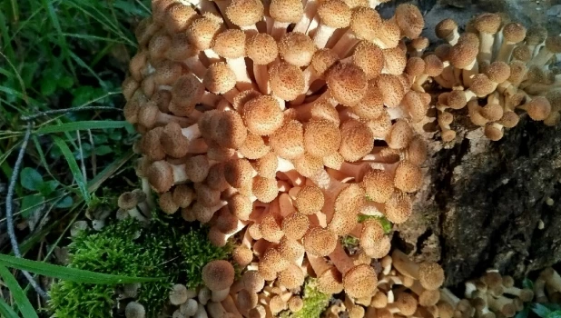 Природа радует любителей тихой охоты большим уловом 