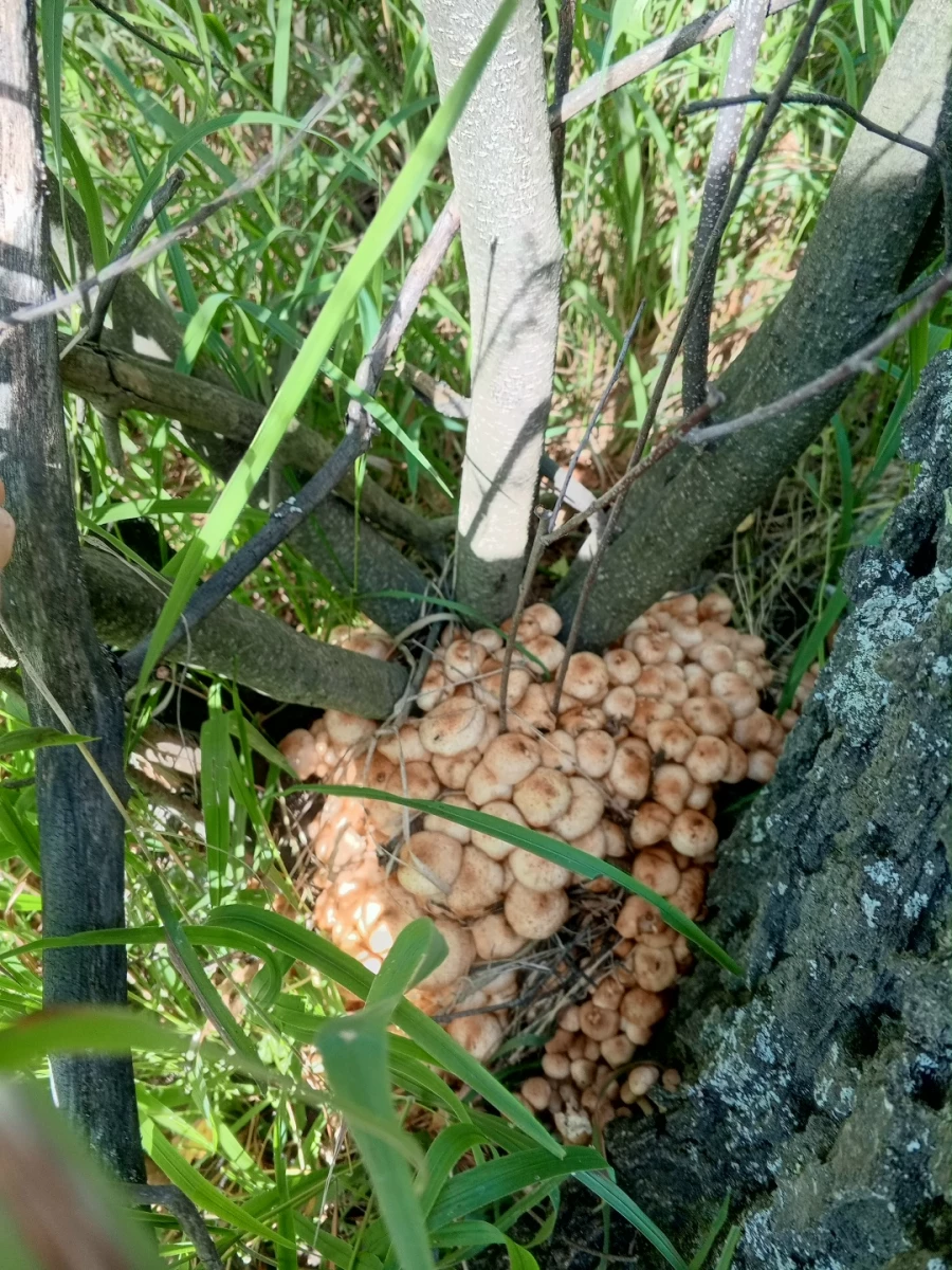 Природа радует любителей тихой охоты большим уловом 