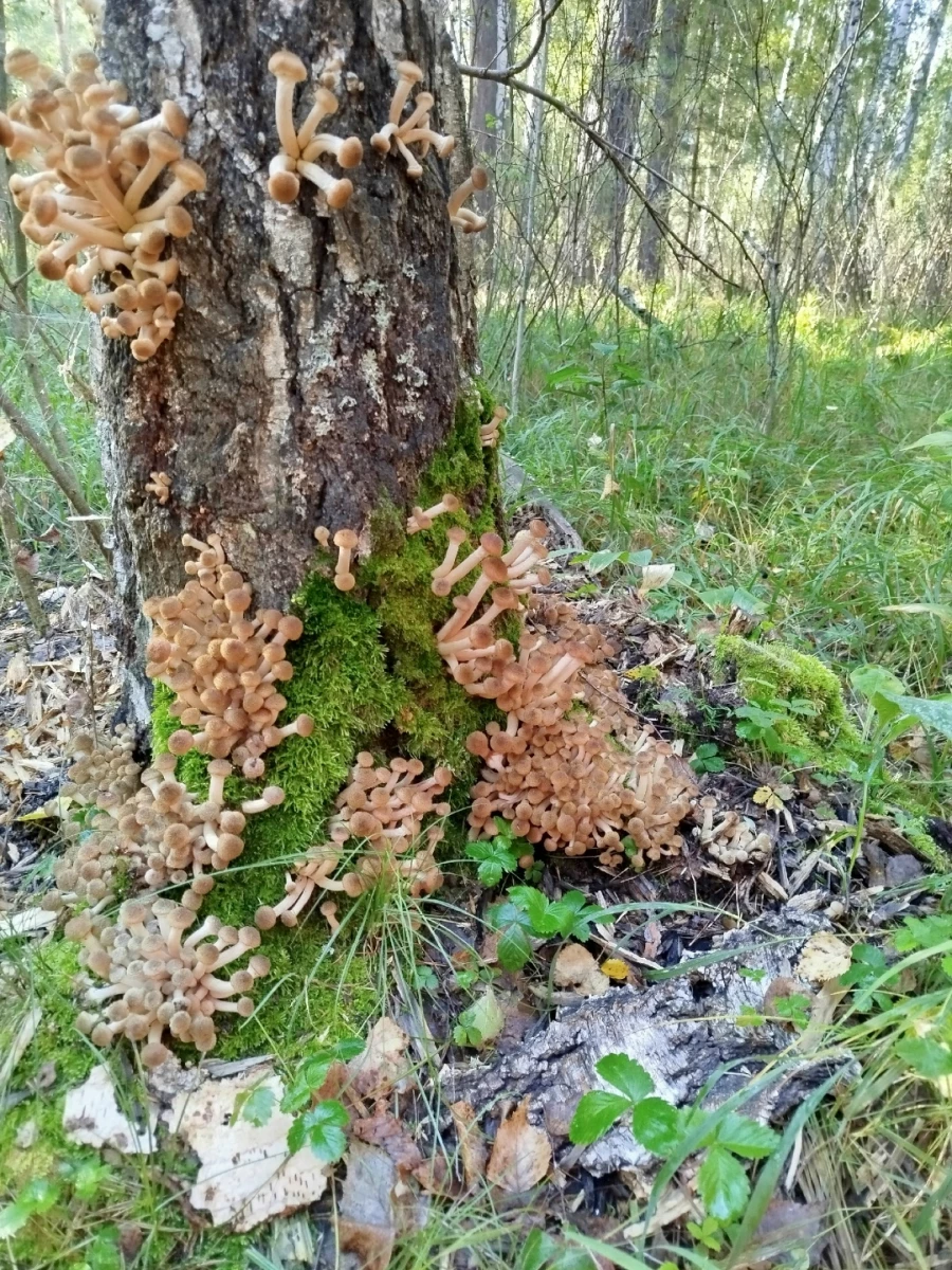 Природа радует любителей тихой охоты большим уловом 