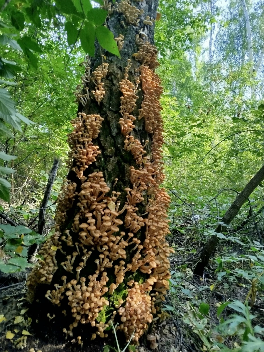 Природа радует любителей тихой охоты большим уловом 