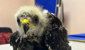 Птенец ястреба-осоеда.