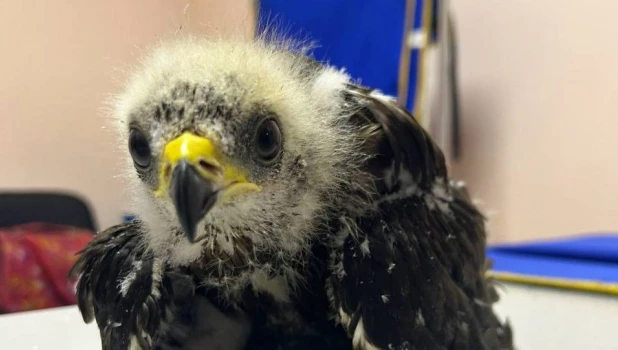 Птенец ястреба-осоеда.